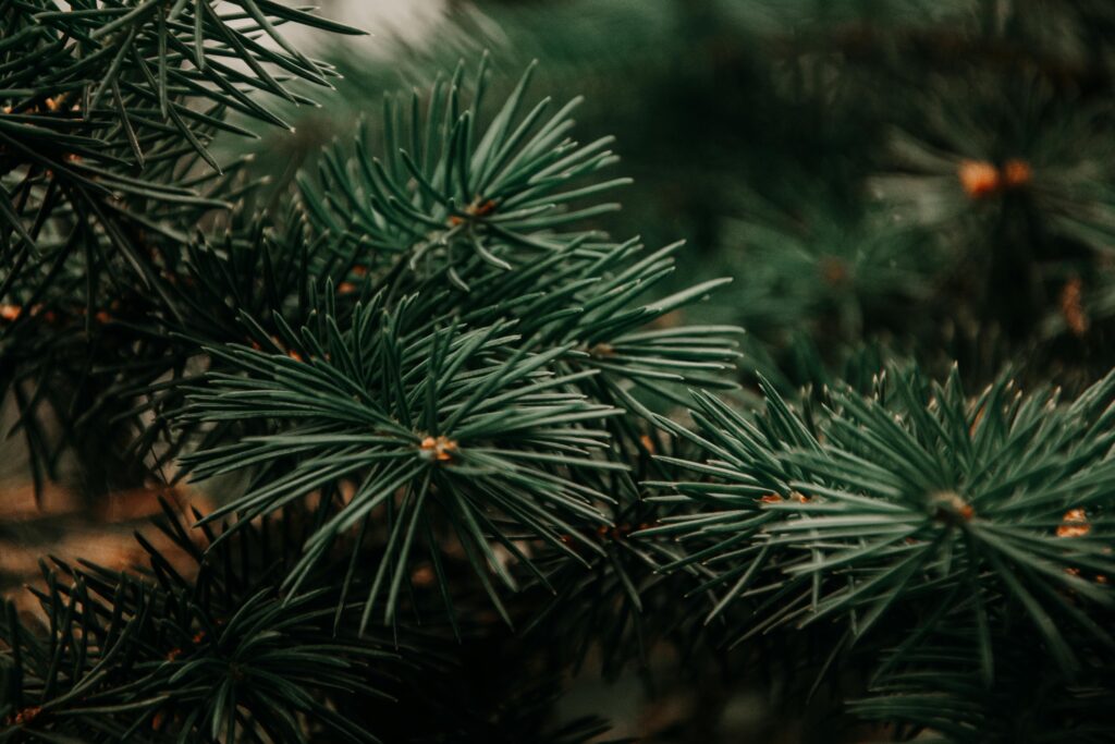 Christmas Tree Farm | Kittle Farm Landscaping
